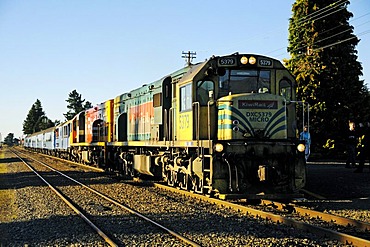 TranzAlpine tourist train, Trans Alpine of Kiwi Rail, running through the Southern Alps between Christchurch and Greymouth, South Island, New Zealand