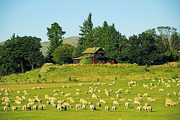 Flock of sheep in the Southern Alps, South Island, New Zealand