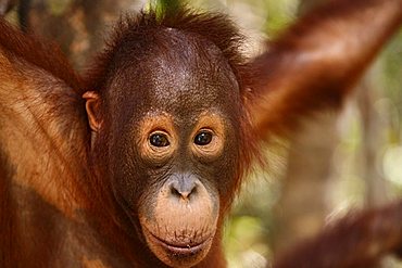 Orang-utan (Pongo pygmaeus) in Tanjung Puting national park, Central-Kalimantan, Borneo, Indonesia