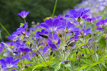 Blagresi or Wood cranesbill (Geranium sylvaticum), ï¬orsmoerk or Thorsmoerk mountain ridge, Icelandic highlands, Southern Iceland, Iceland, Europe