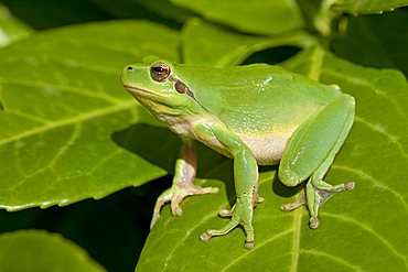 Mediterranean Tree Frog, Stripeless Tree Frog (Hyla meridionalis), Southern France, Europe