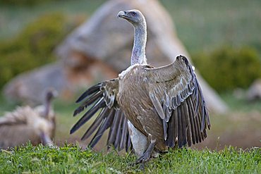 Griffon Vulture (Gyps fulvus), threatening, Pyrenees mountains, Spain, Europe