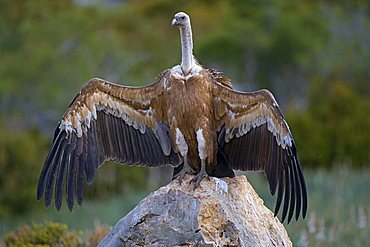 Griffon Vulture (Gyps fulvus) drying wings after rain, Pyrenees mountains, Spain, Europe