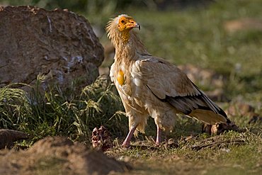 Egyptian Vulture (Neophron pernkopterus), Pyrenees mountains, Spain, Europe