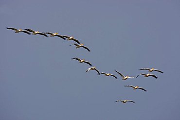 Great White Pelicans (Pelecanus onocrotalus), Danube Delta, Romania, Europe