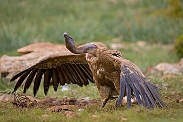 Threatening Griffon Vulture (Gyps fulvus), Pyrenees mountains, Spain, Europe