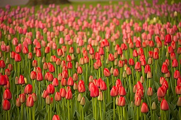 Field of red tulips (Tulipa), Keukenhof, Netherlands, Europe