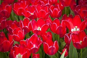 Tulips (Tulipa), Keukenhof, Netherlands, Europe