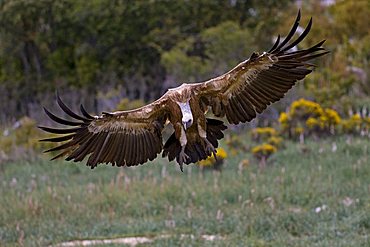 Griffon Vulture (Gyps fulvus) approaching, Pyrenees mountains, Spain, Europe