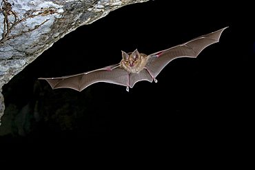 Greater Horseshoe Bat (Rhinolophus ferrumequinum) flying out of a cave, Sardinia, Italy, Europe