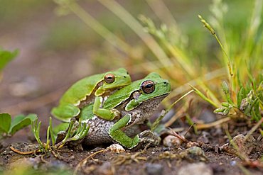 Sardinian Tree Frog or Tyrrhenian Tree Frog (Hyla sarda), pair in amplexus, Sardinia, Italy, Europe