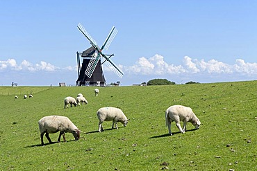 Sheep and Nordermuehle windmill, Pellworm, North Friesland, Schleswig-Holstein, Germany, Europe, PublicGround