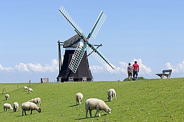 Nordermuehle windmill, sheep, walkers, Pellworm, North Friesland, Schleswig-Holstein, Germany, Europe, PublicGround