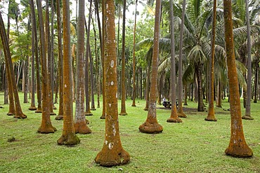 Palm forest at the Anse des Cascades destination in Piton Sainte-Rose, Reunion island, Indian Ocean