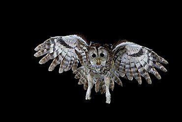 Tawny Owl (Strix aluco) in flight, Thuringia, Germany, Europe