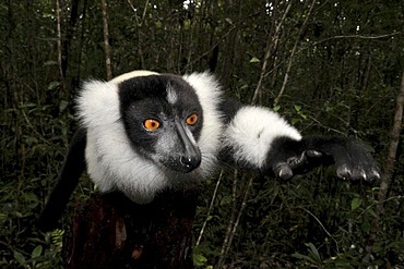 Black-and-white ruffed lemur (Varicea variegata variegata) in the rain forests in the east of Madagascar, Africa, Indian Ocean