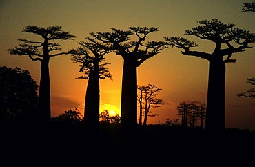 Alley of baobab trees (Adansonia digitata) at sunset, near Morondava in western Madagascar, Africa, Indian Ocean