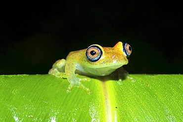 Green bright-eyed frog (Boophis sp.) in the rain forests of Andasibe in eastern Madagascar, Africa, Indian Ocean