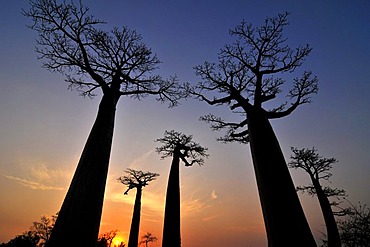 Baobab Avenue, Baobab trees (Adansonia digitata) at sunset, Madagascar, Africa, Indian Ocean