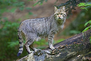 Wildcat (Felis silvestris), Nationalpark Bayerischer Wald national park, Bavaria, Germany, Europe