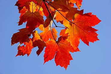 Autumnal red and yellow coloured maple leaves, Quebec, Canada