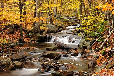 Small stream flowing through a colourful autumn forest, Laurentides, Quebec, Canada