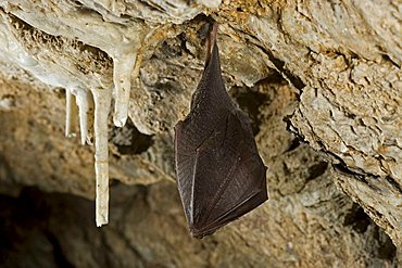 Lesser horseshoe bat (Rhinolophus hipposideros) hibernating in a cave, Thuringia, Germany, Europe