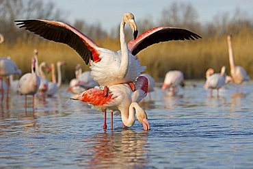 American Flamingo (Phoenicopterus ruber), couple during copulation, Camargue, France