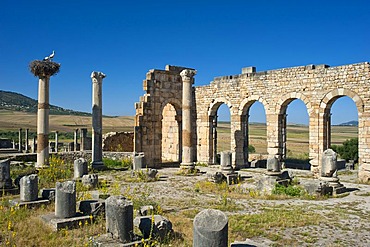 Basilica, Roman ruins with a stork's nest, ancient residential city of Volubilis, northern Morocco, Africa