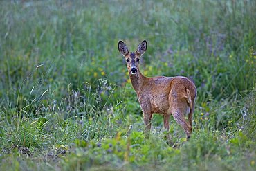 European Roe Deer (Capreolus capreolus), Sweden, Scandinavia, Europe