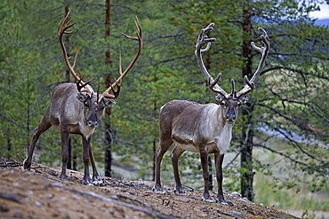 Reindeer or Caribou (Rangifer tarandus), Finland, Scandinavia, Europe