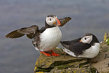 Atlantic Puffin (Fratercula arctica), Látrabjarg, Iceland, Atlantic Ocean