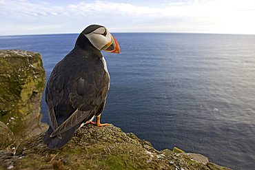 Atlantic Puffin (Fratercula arctica), Látrabjarg, Iceland, Atlantic Ocean