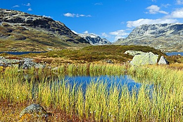 Reed at lake Stavatn, Telemark, Norway, Europe