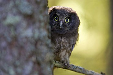 Young Tengmalm's Owl or Boreal Owl (Aegolius funereus), Finland, Europe