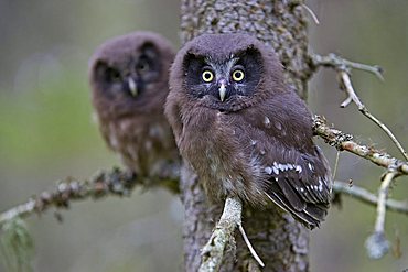 Young Tengmalm's Owls or Boreal Owls (Aegolius funereus), Finland, Europe