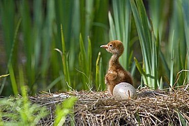 Young Common Crane (Grus grus) in nest, Mecklenburg-Western Pomerania, Germany, Europe