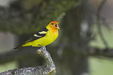 Western Tanager (Piranga ludoviciana), adult male singing, Rocky Mountain National Park, Colorado, USA