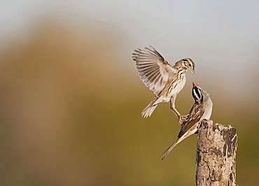 White-crowned Sparrow (Zonotrichia leucophrys), adult fighting with Savannah Sparrow (Passerculus sandwichensis), Sinton, Corpus Christi, Coastal Bend, Texas, USA