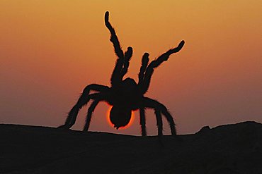 Texas Brown Tarantula (Aphonopelma hentzi), adult at sunset in defense posture, Sinton, Corpus Christi, Coastal Bend, Texas, USA