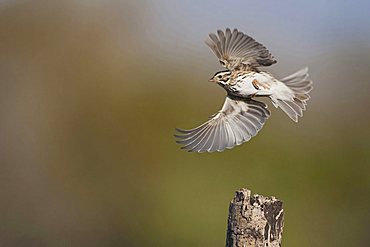 Savannah Sparrow (Passerculus sandwichensis), adult in flight, Sinton, Corpus Christi, Coastal Bend, Texas, USA