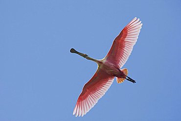 Roseate Spoonbill (Ajaia ajaja), adult in flight, Sinton, Corpus Christi, Coastal Bend, Texas, USA