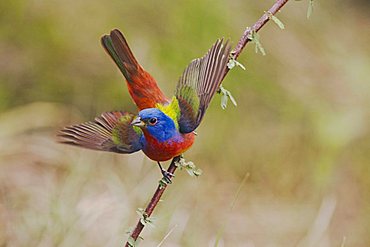 Painted Bunting (Passerina ciris), male displaying, Sinton, Corpus Christi, Coastal Bend, Texas, USA