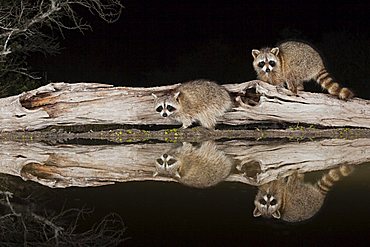 Northern Raccoon (Procyon lotor), adults at night on log, Sinton, Corpus Christi, Coastal Bend, Texas, USA