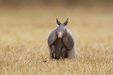 Nine-banded Armadillo (Dasypus novemcinctus), adult standing up, Sinton, Corpus Christi, Coastal Bend, Texas, USA