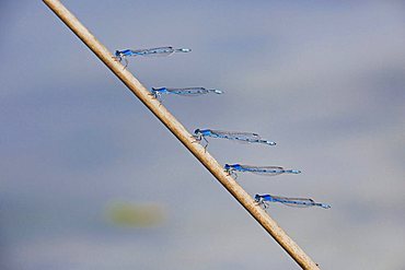 Familiar Bluet (Enallagma civile), males perched, Sinton, Corpus Christi, Coastal Bend, Texas, USA