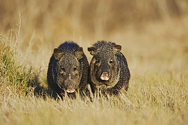 Collared Peccary, Javelina (Tayassu tajacu), pair, Sinton, Corpus Christi, Coastal Bend, Texas, USA