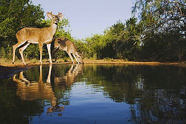 White-tailed Deer (Odocoileus virginianus), bucks drinking, Rio Grande Valley, Texas, USA