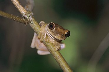 Treefrog (Hyla sp.), adult on branch, Rocklands, Montego Bay, Jamaica, Caribbean Island