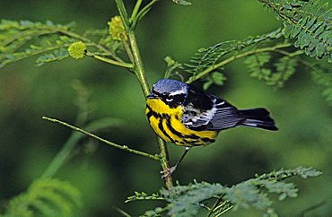 Magnolia Warbler (Dendroica magnolia), male perched, South Padre Island, Texas, USA